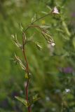 Epilobium adenocaulon. Верхушка цветущего побега. Костромская обл., Судиславский р-н, окр. дер. Магово, выемка ж.-д. 04.07.2017.