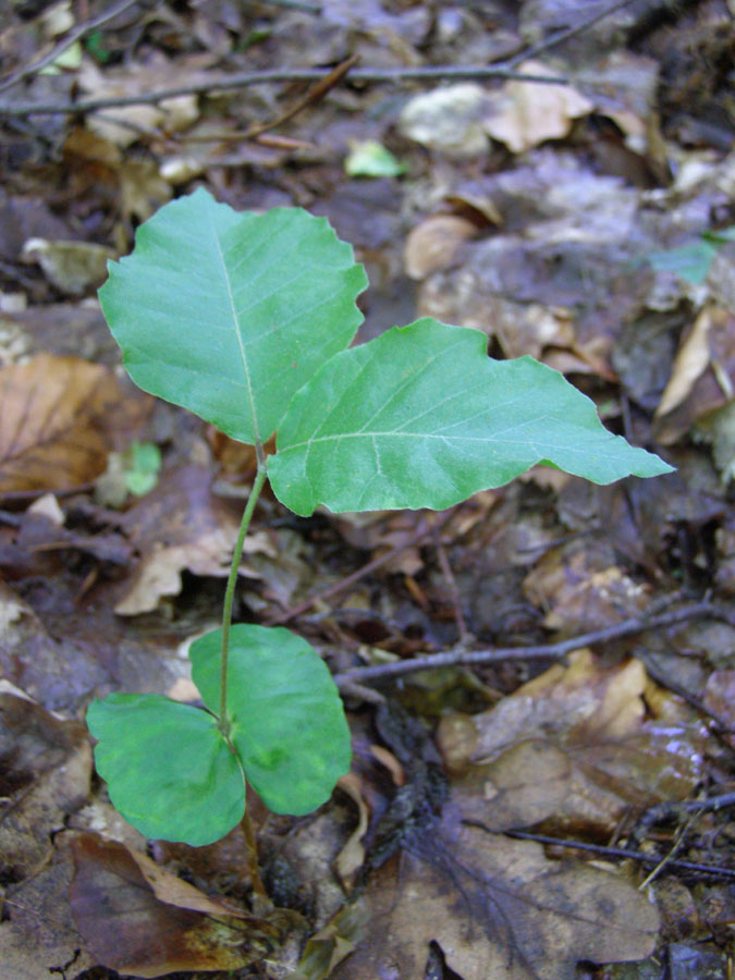 Image of Fagus sylvatica specimen.