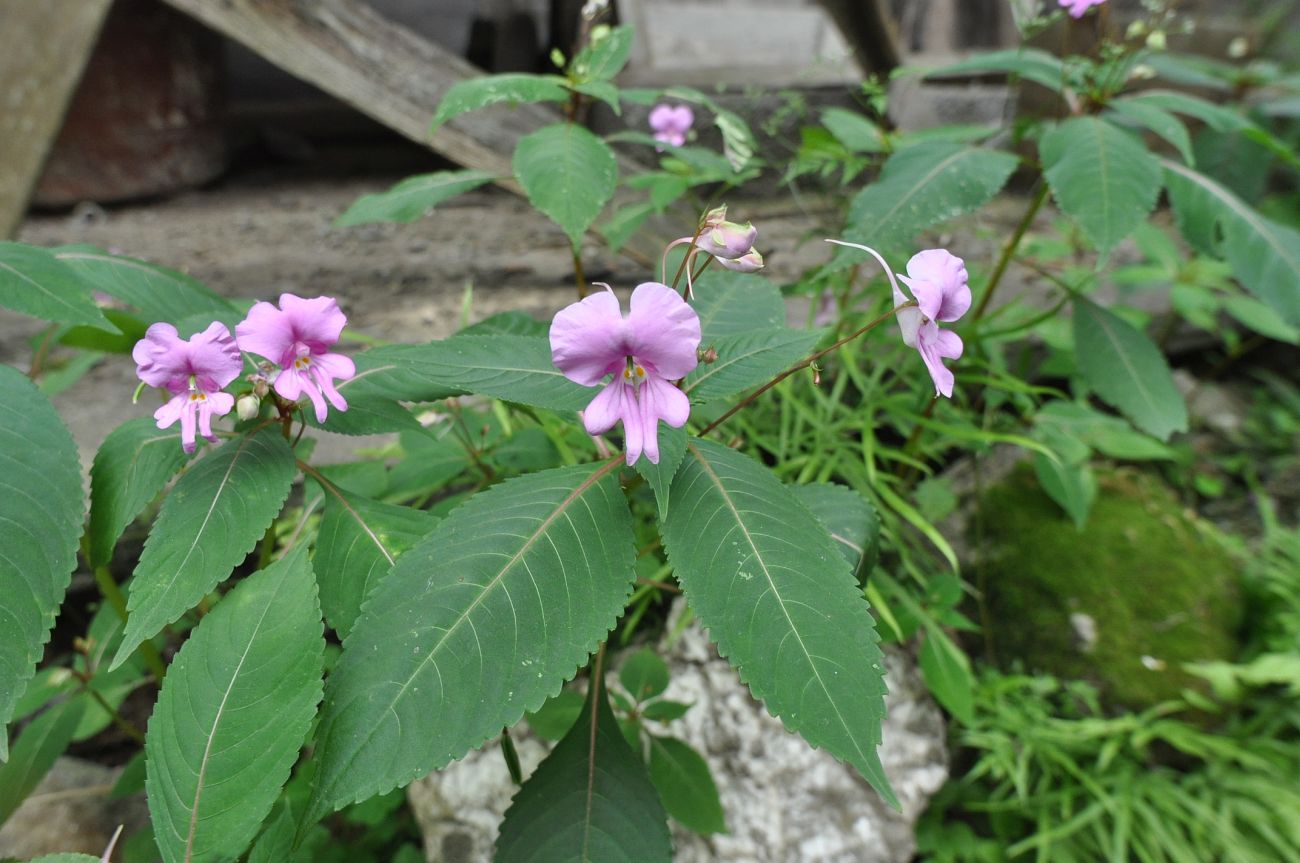 Изображение особи Impatiens macrovexilla.