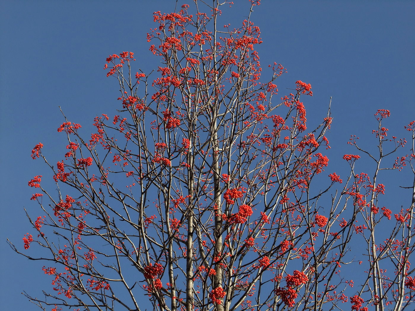 Image of Sorbus sibirica specimen.