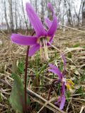 Erythronium sibiricum