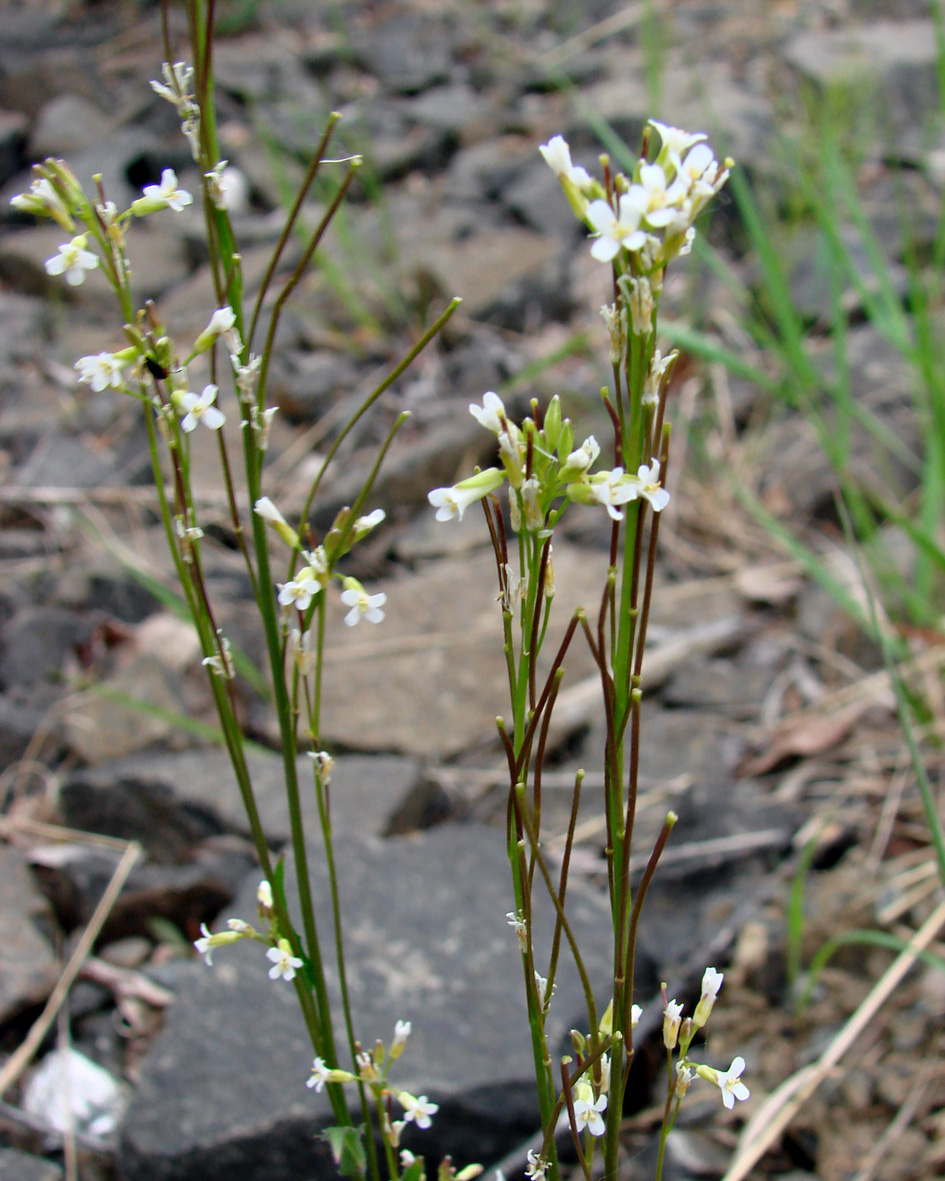 Image of Arabis borealis specimen.