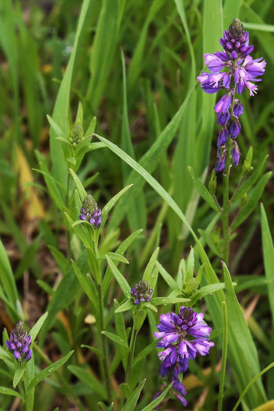 Image of Polygala comosa specimen.