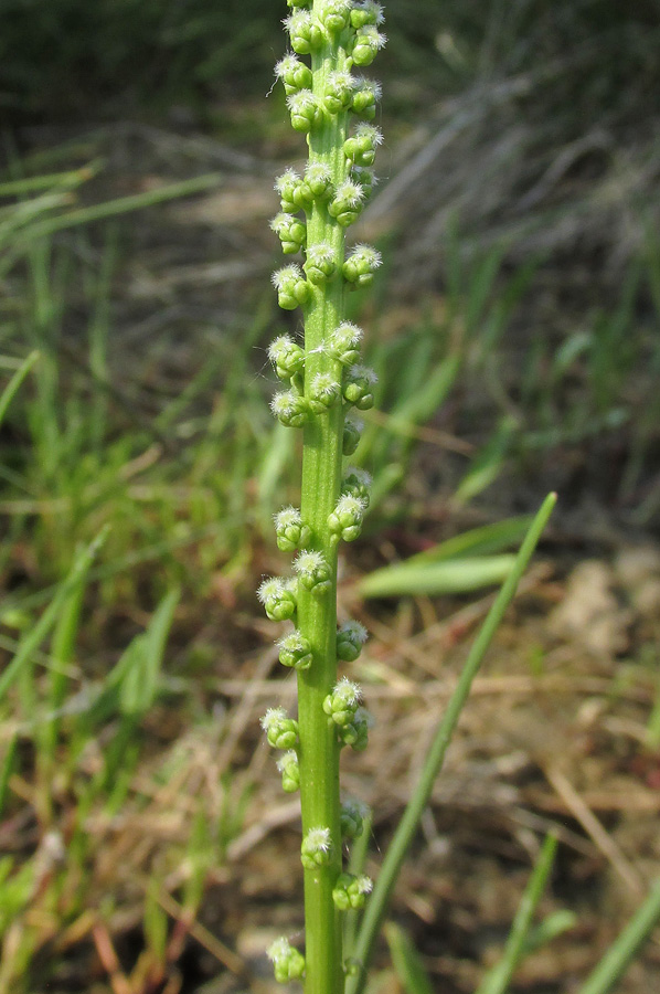 Image of Triglochin maritima specimen.