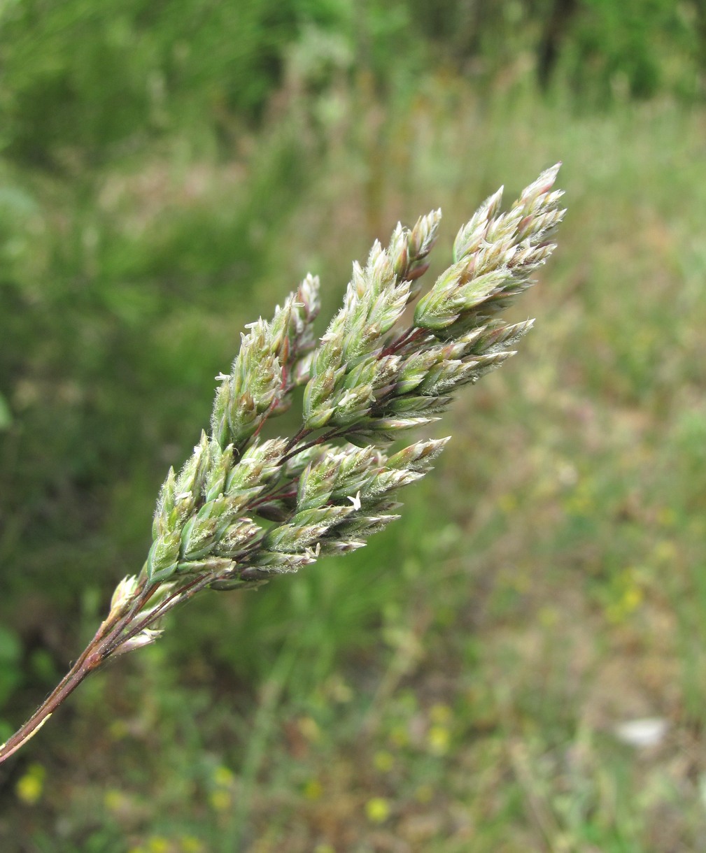 Image of genus Poa specimen.