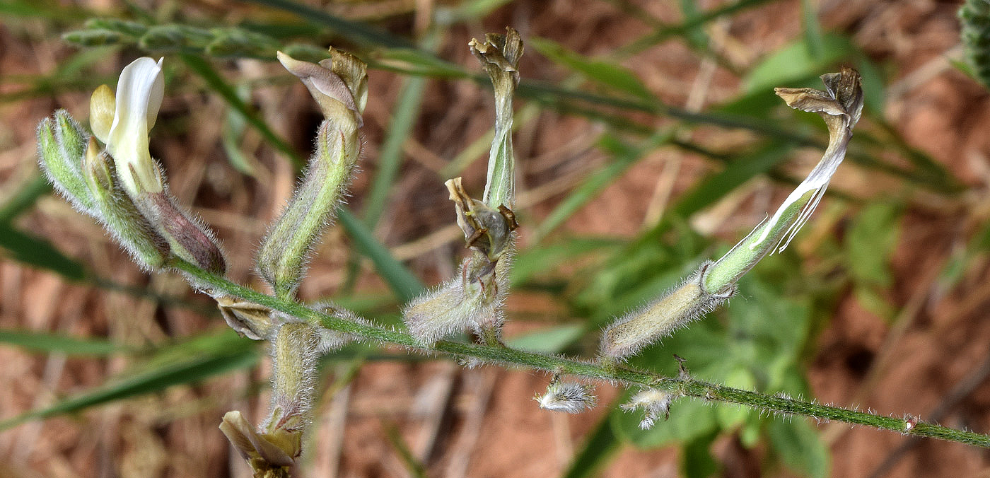 Изображение особи Astragalus baldshuanicus.
