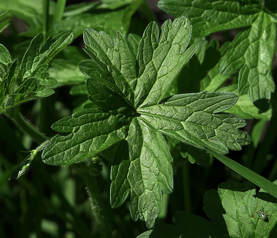 Изображение особи Geranium palustre.