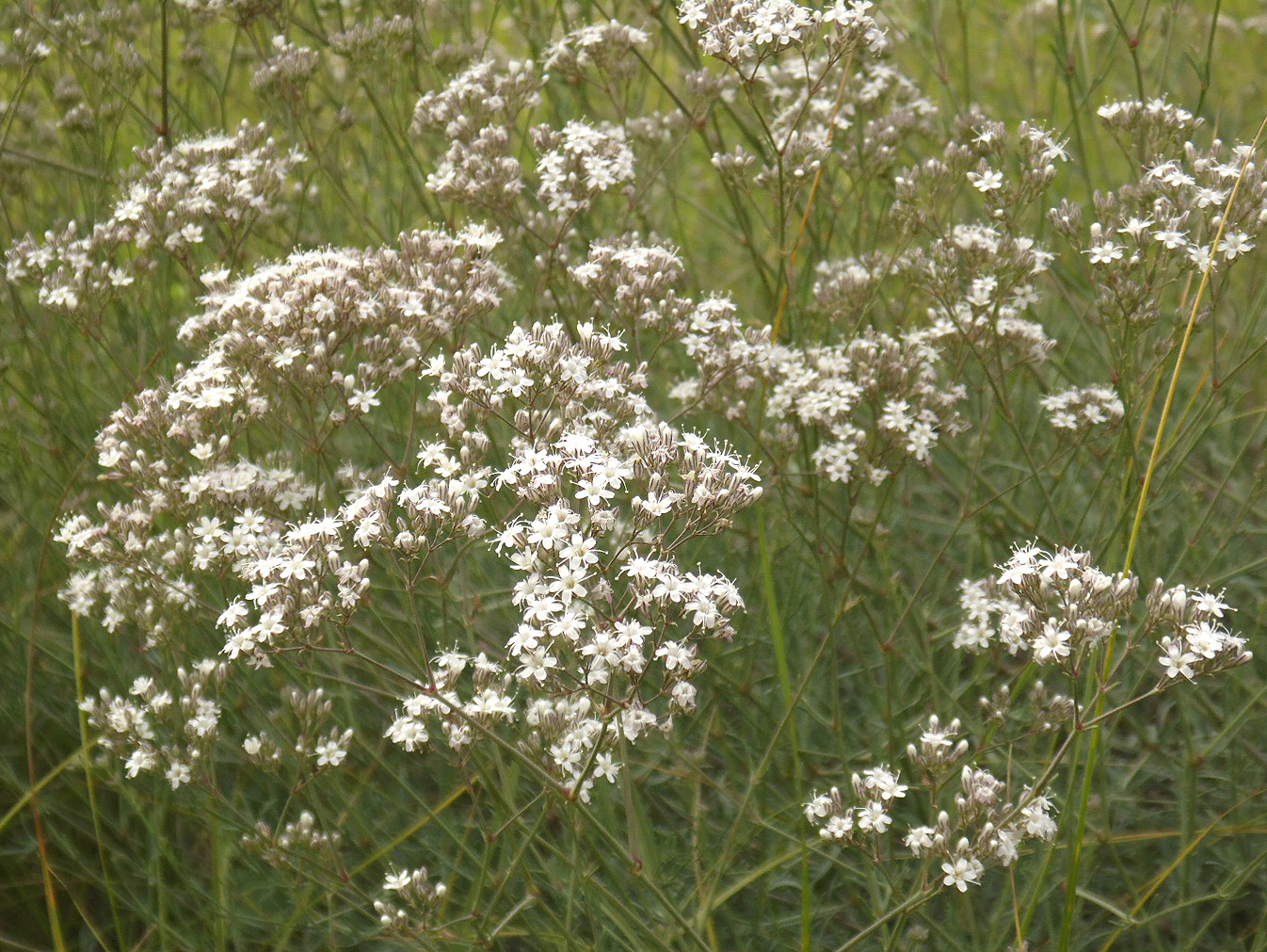 Изображение особи Gypsophila collina.