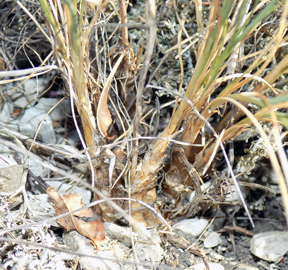 Image of Allium moschatum specimen.