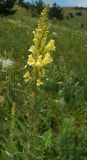 genus Linaria. Верхушка цветущего растения. Крым, гора Северная Демерджи, поляна на склоне яйлы. 24.06.2018.