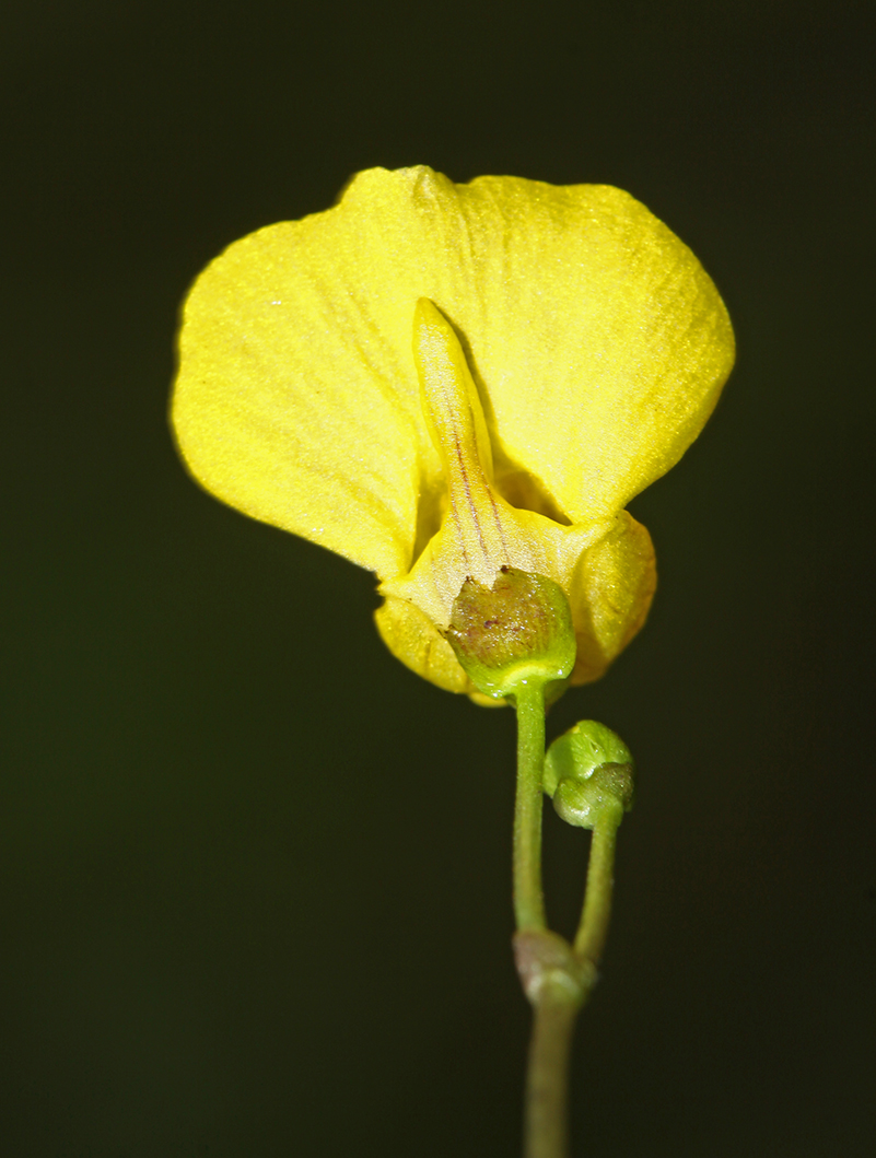 Image of Utricularia intermedia specimen.