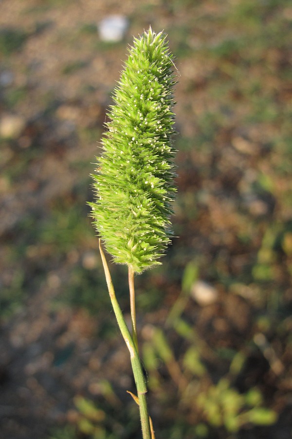 Image of Rostraria cristata specimen.