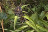 Gentiana macrophylla