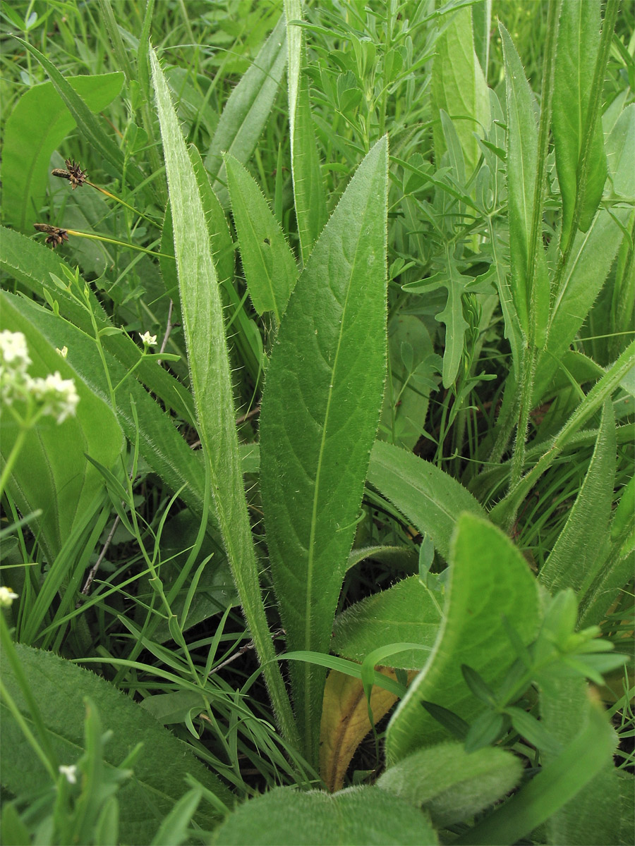 Изображение особи Cirsium pannonicum.