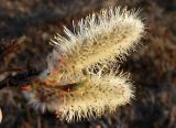 род Salix