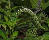 Lysimachia clethroides