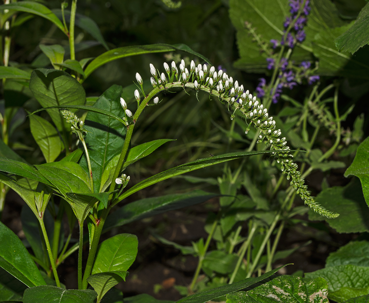 Image of Lysimachia clethroides specimen.