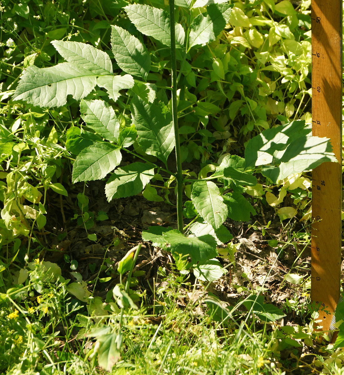 Image of Fraxinus pennsylvanica specimen.