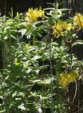 Rhododendron luteum