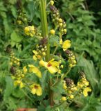 Verbascum pyramidatum. Часть соцветия с цветками и бутонами. Карачаево-Черкесия, окр. пос. Нижний Архыз, Нижне-Архызский историко-архитектурный и археологический комплекс, луг. 12.09.2018.