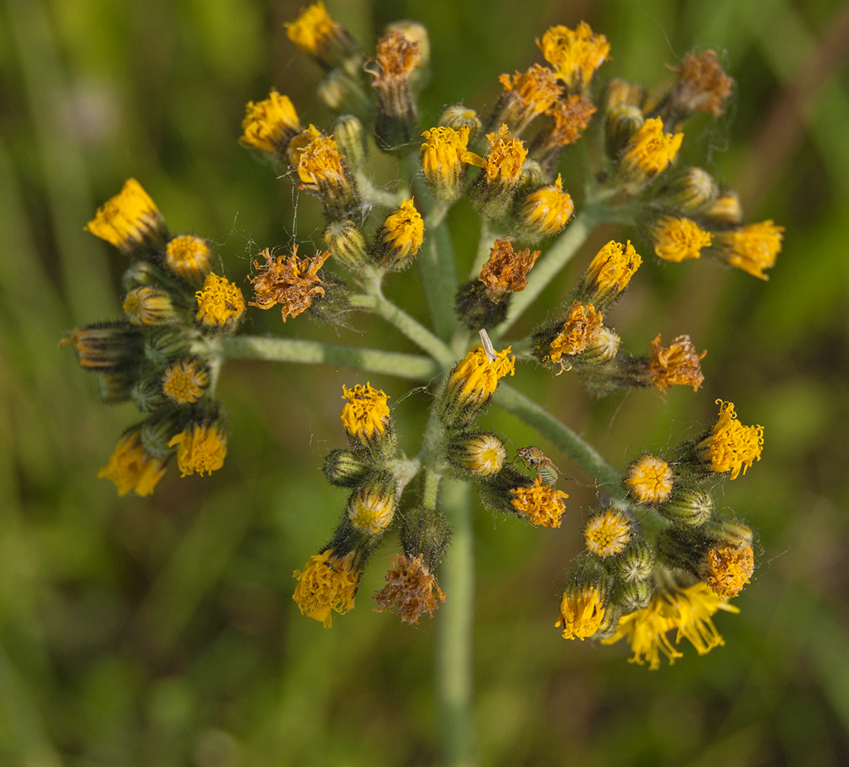 Изображение особи Pilosella cymosa.