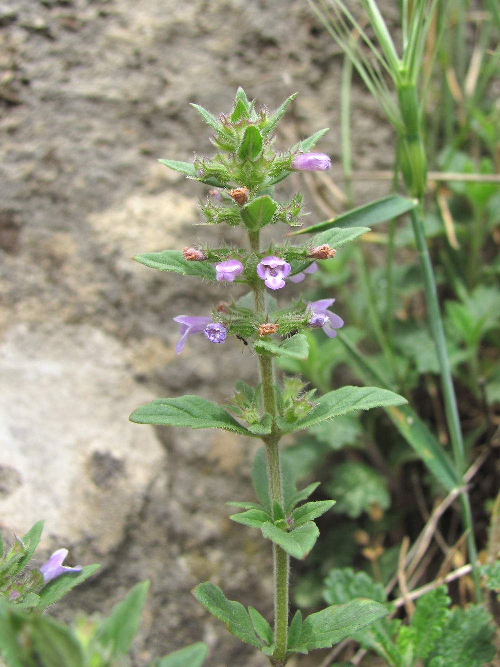 Изображение особи Ziziphora acinos.