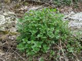 Lamium album