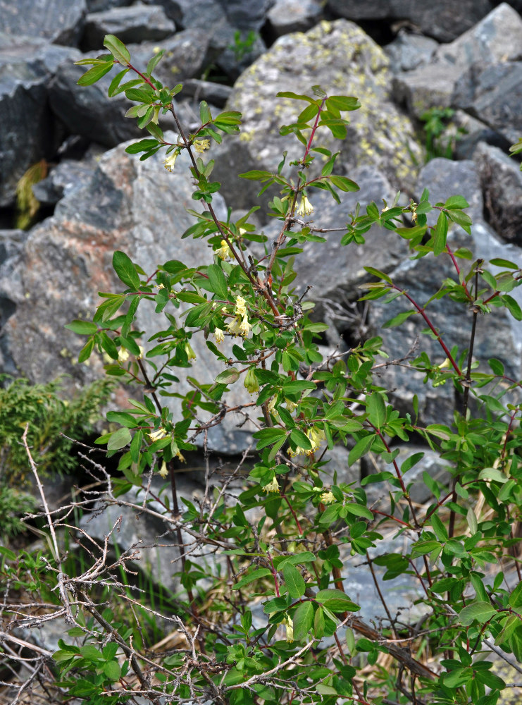 Image of Lonicera altaica specimen.