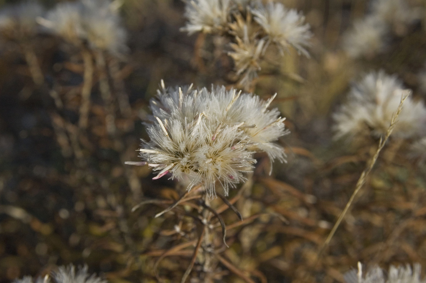 Изображение особи Saussurea salicifolia.