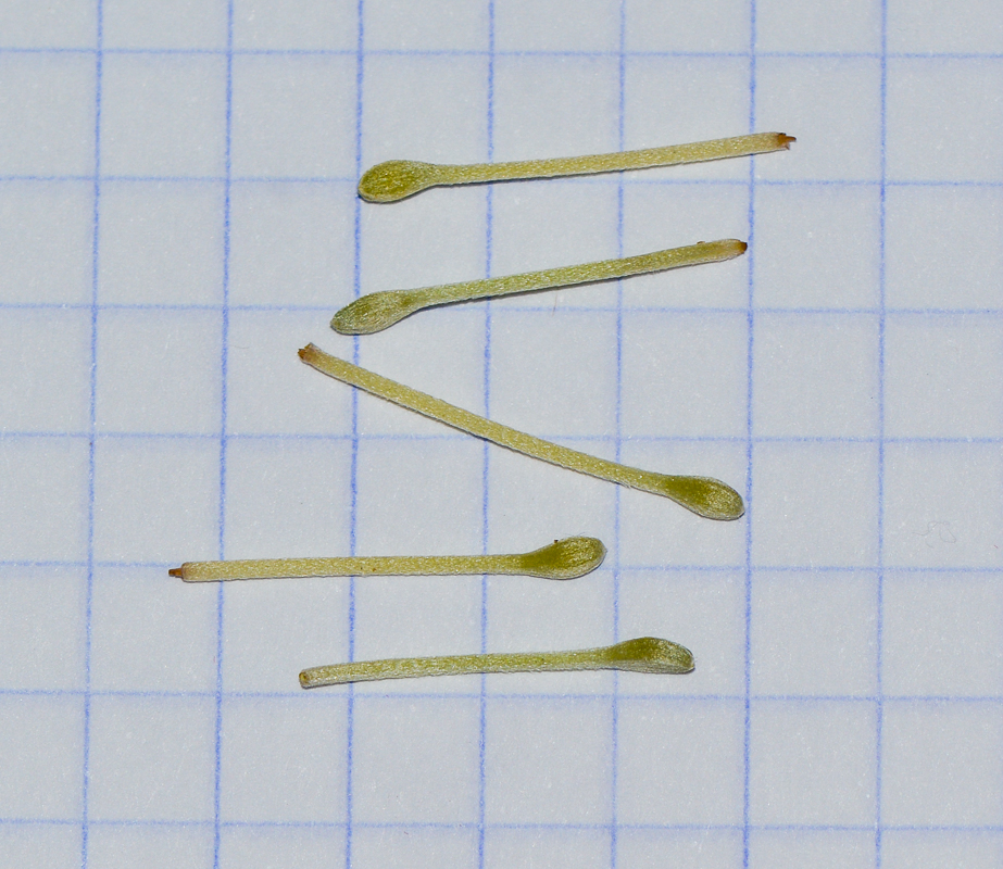 Image of Banksia integrifolia specimen.