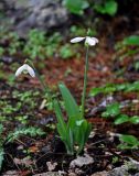 genus Galanthus. Цветущие растения. Турция, национальный парк Олимпос-Бейдаглары, мыс Гелидония, Пиратская бухта, каменистый склон, опушка соснового леса. 05.01.2019.