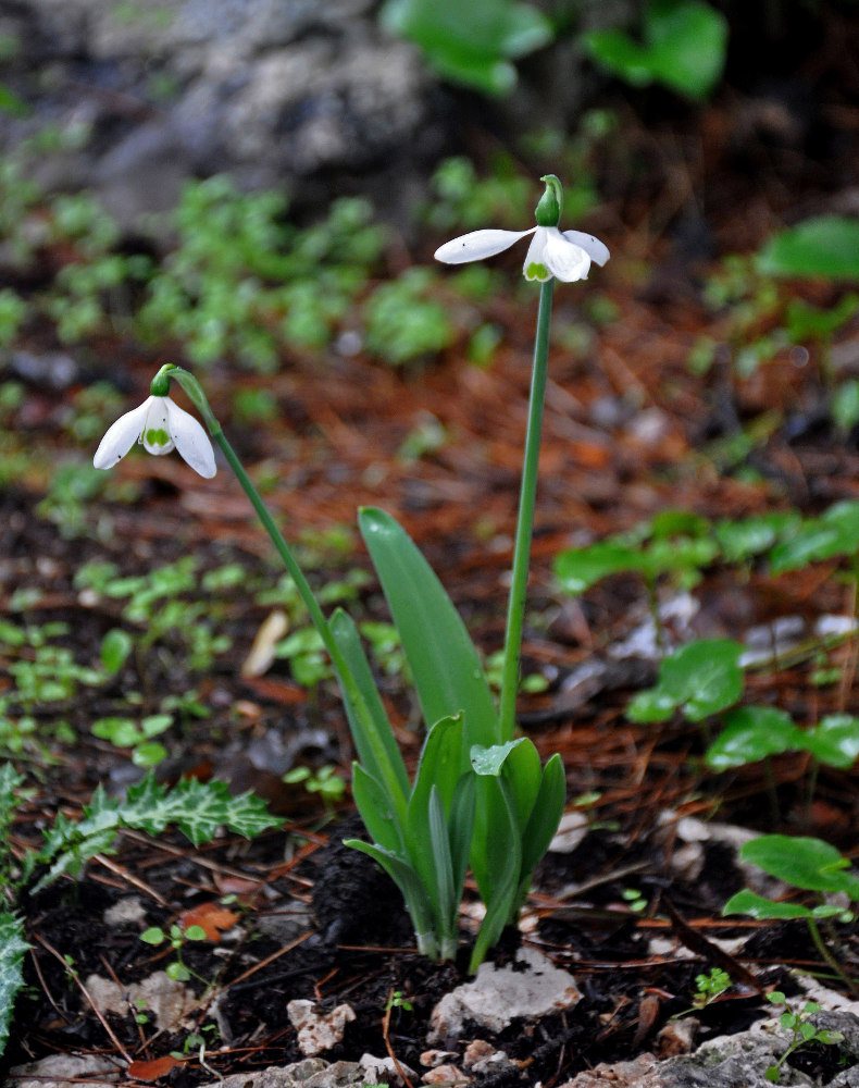 Изображение особи род Galanthus.