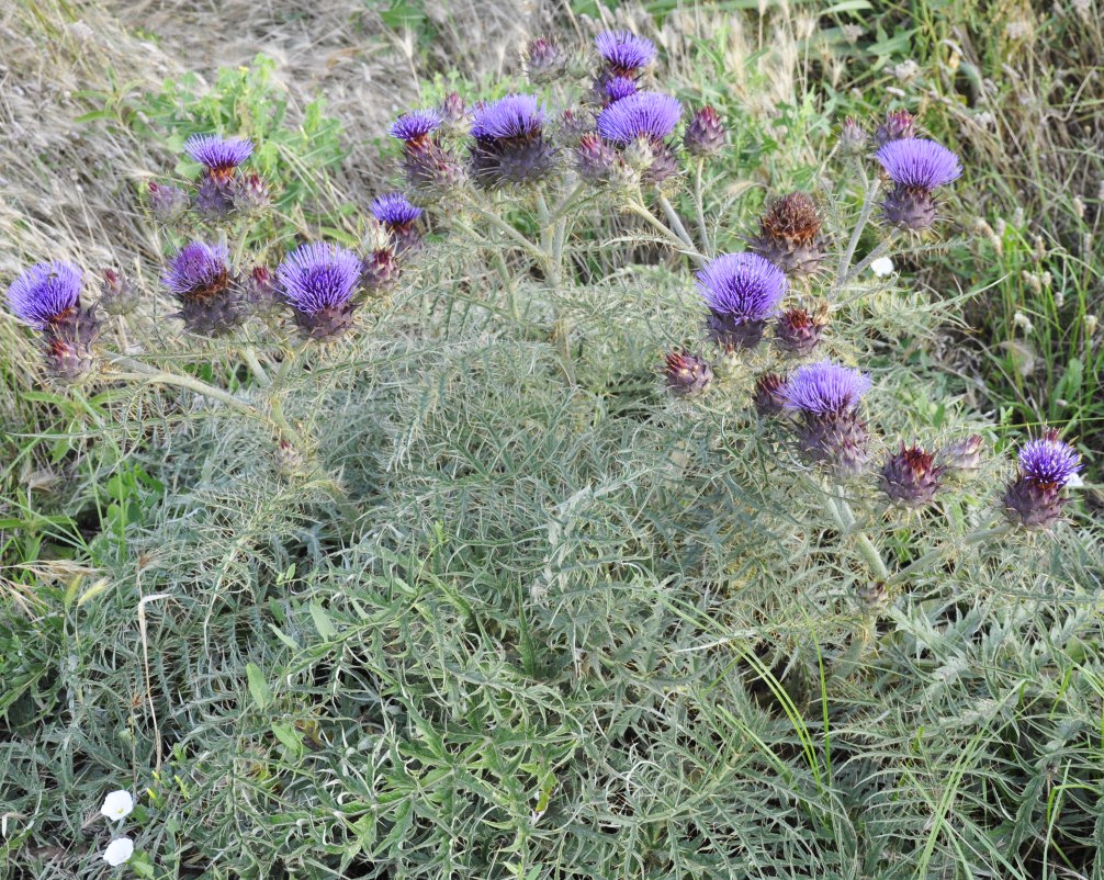 Изображение особи Cynara cardunculus.