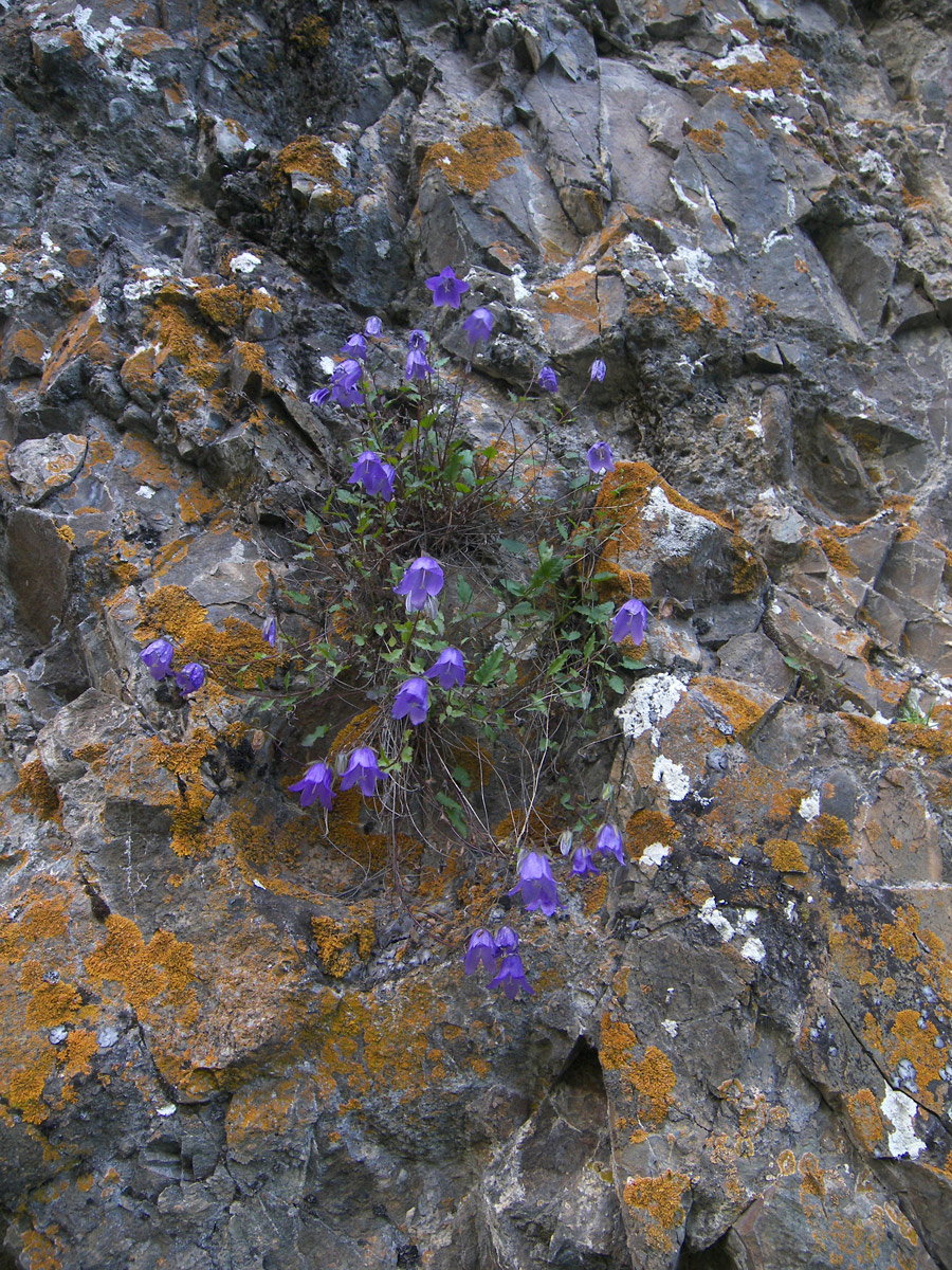 Изображение особи Campanula calcarata.