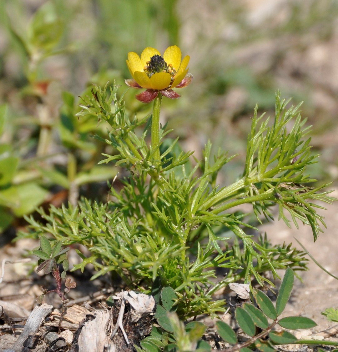 Изображение особи Adonis microcarpa.