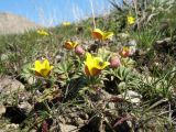 Anemone petiolulosa. Цветущее растение с сидящим жуком. Южный Казахстан, Сырдарьинский Каратау, горы Улькунбурултау, ≈ 700 м н.у.м., глинисто-каменистый склон зап. экспозиции. 14 марта 2019 г.