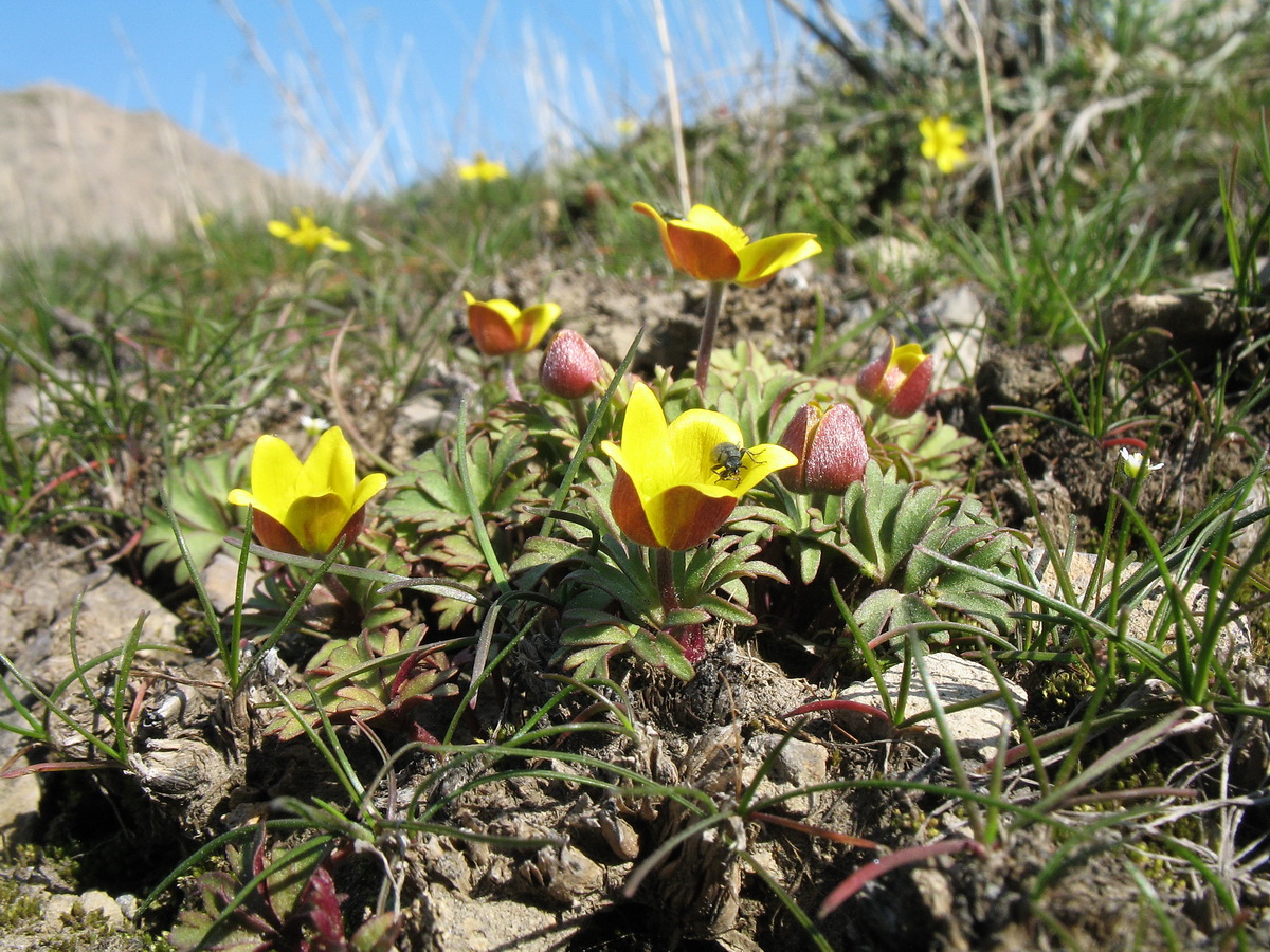 Изображение особи Anemone petiolulosa.