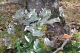 Peltigera aphthosa. Слоевища с цефалодиями на лиственнице. Свердловская обл., окр. г. Североуральск, лиственнично-сосновый зеленомошный лес. 28.04.2007.