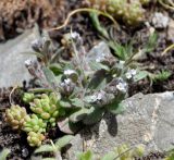 Myosotis pusilla