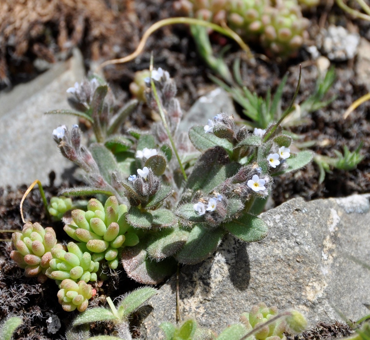 Изображение особи Myosotis pusilla.