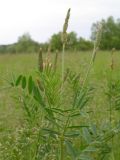 Onobrychis arenaria