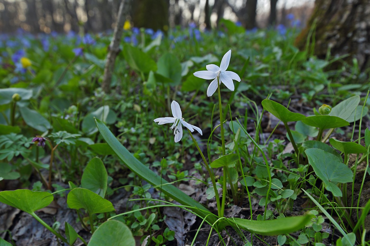 Image of Scilla siberica specimen.