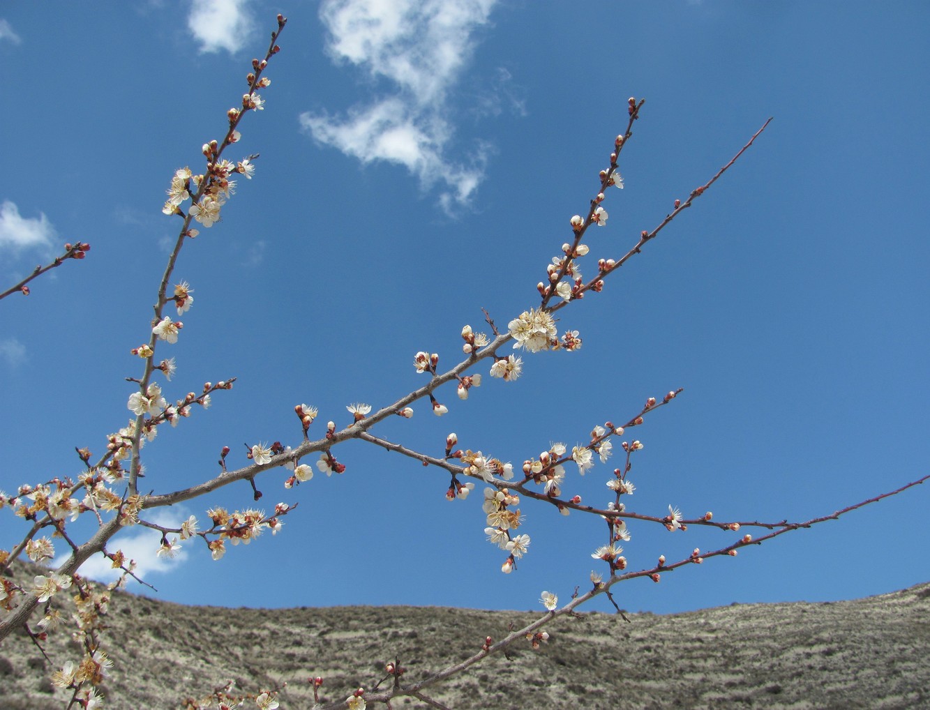 Изображение особи Armeniaca vulgaris.