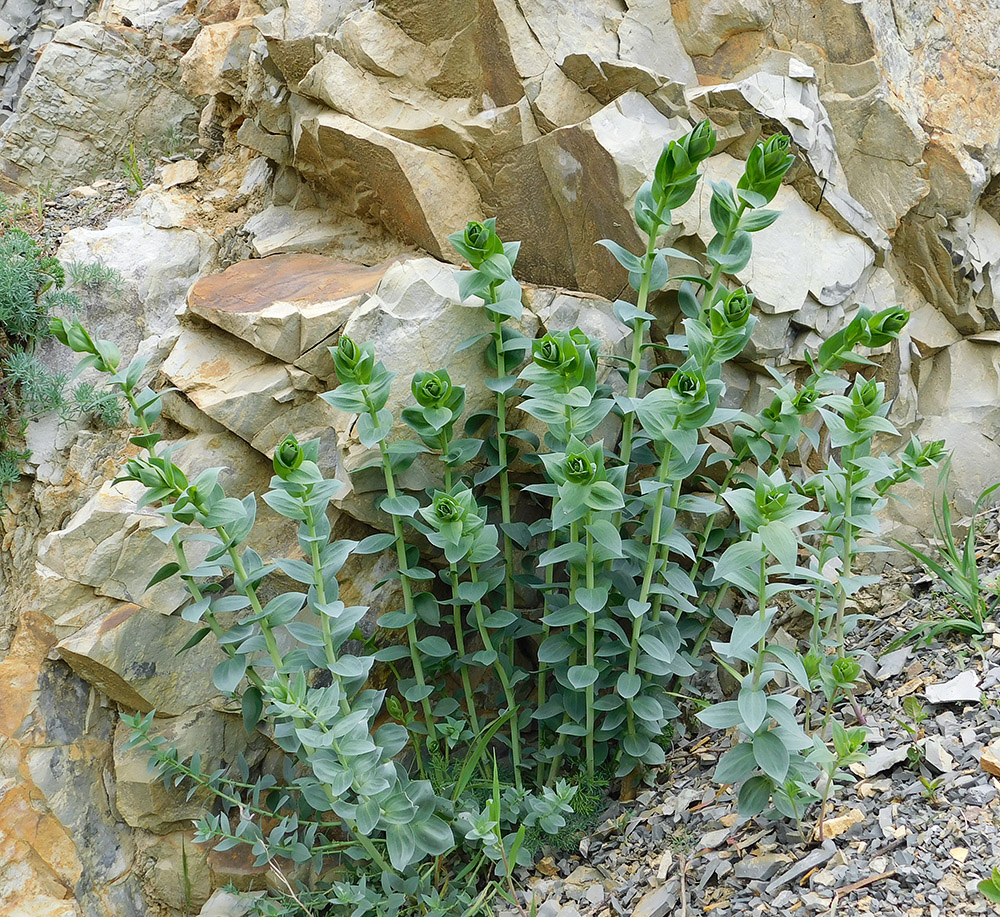 Image of Linaria genistifolia specimen.