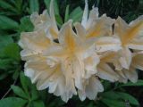 genus Rhododendron. Соцветие. Тверская обл., г. Тверь, Заволжский р-н, ботанический сад ТвГУ, в культуре. 1 июня 2019 г.