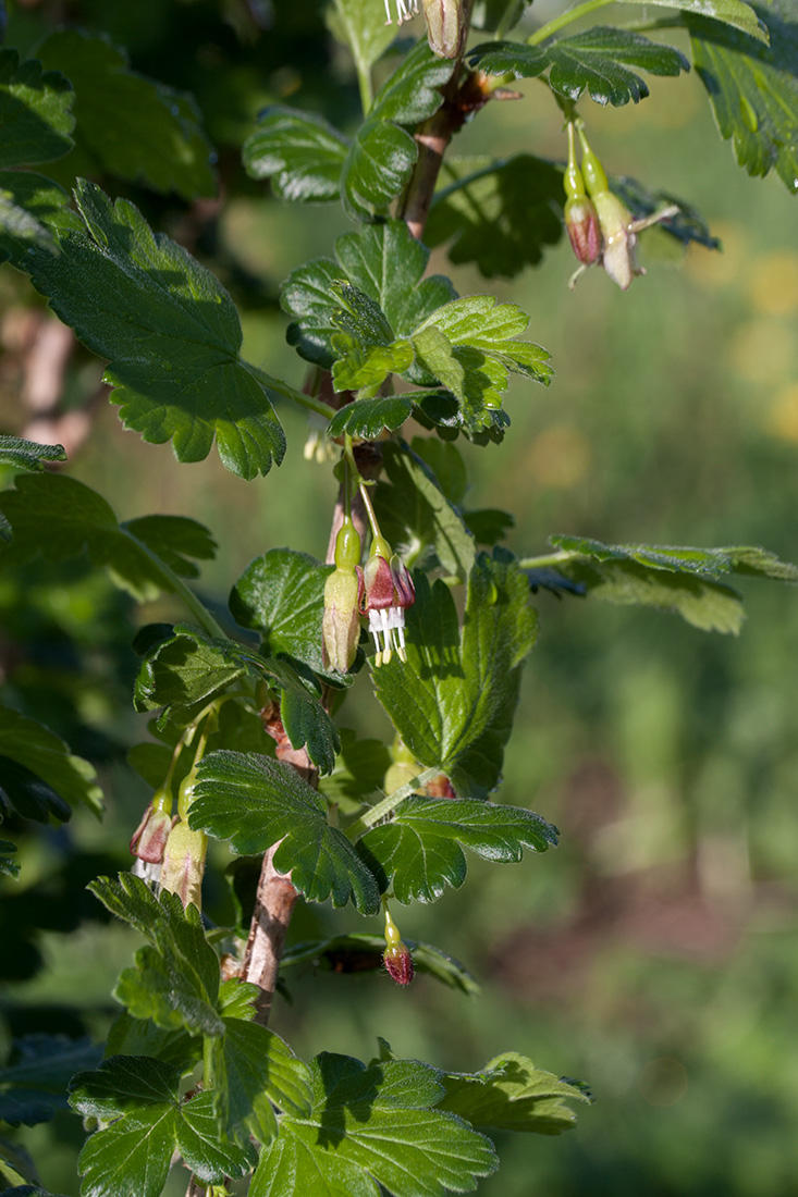 Изображение особи Ribes &times; nidigrolaria.