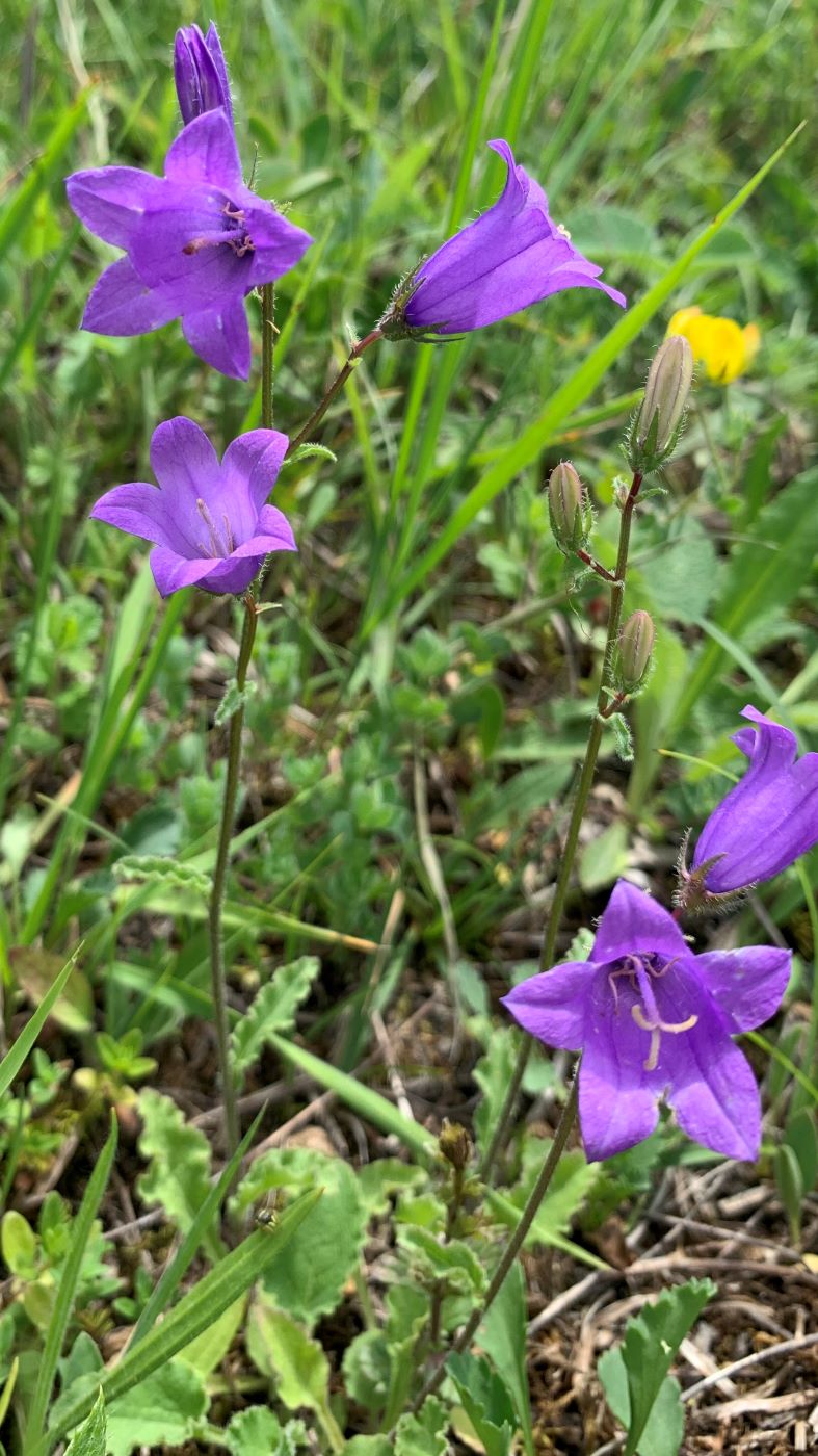 Image of Campanula hohenackeri specimen.