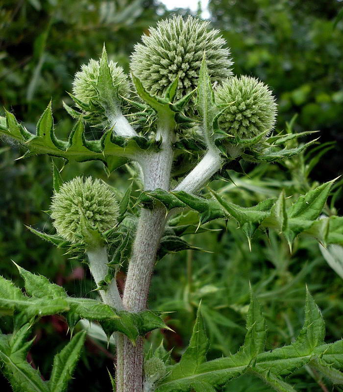 Image of Echinops sphaerocephalus specimen.