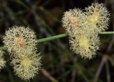Calligonum microcarpum