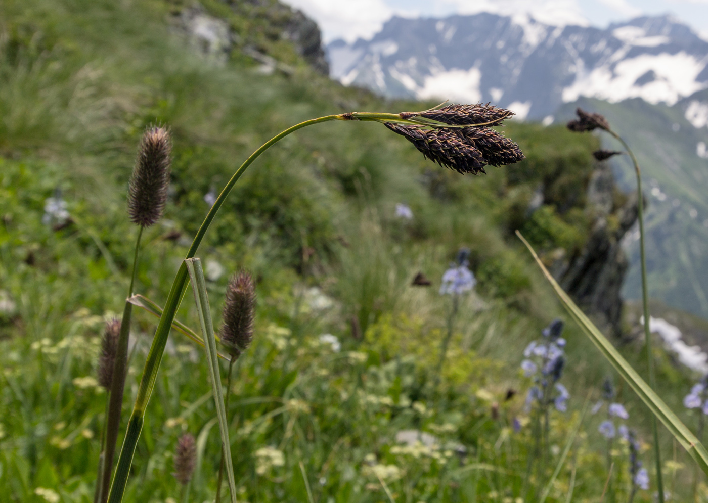 Image of Carex caucasica specimen.